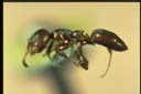 Turneria bidentata
