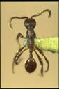 Aenictus sp.