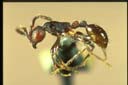 Aenictus sp.