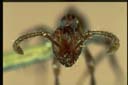 Aenictus sp.