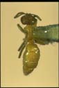 Acropyga sp.