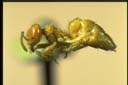 Acropyga sp.