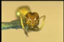 Acropyga sp.