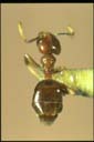 Bothriomyrmex sp.