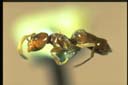 Bothriomyrmex sp.