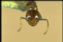 Bothriomyrmex sp.