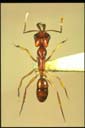 Anochetus sp.