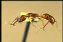 Anochetus sp.