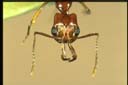 Anochetus sp.