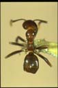 Papyrius nitidus