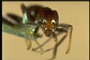Papyrius nitidus