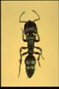 Heteroponera relicta
