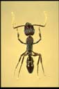 Rhythidoponera purpurea