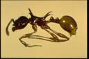 Pristomyrmex wilsoni
