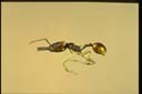 Orectognathus versicolor