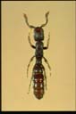 Sphinctomyrmex sp.