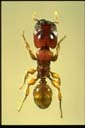 Anisopheidole froggatti
