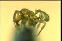 Anisopheidole froggatti