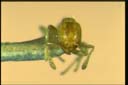 Anisopheidole froggatti