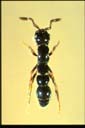 Cerapachys sp.