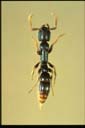 Platythyrea sp.