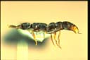 Platythyrea sp.