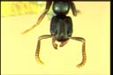 Platythyrea sp.
