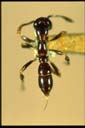 Onychomyrmex sp.