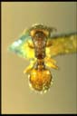 Mayriella sp.