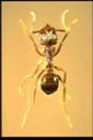 Notoncus sp.