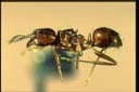 Notoncus sp.