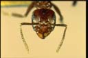 Notoncus sp.