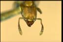 Cryptopone sp.