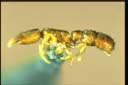 Prionopelta kraepelini