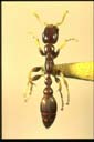 Tetraponera sp.