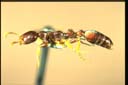 Tetraponera sp.