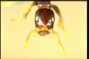 Tetraponera sp.