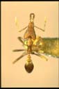 Strumigenys sp.