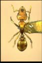 Colobostruma sp.