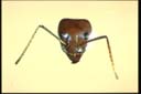 Iridomyrmex purpureus