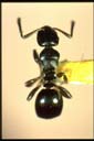 Stigmacros sp.