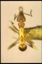 Strumigenys sp.