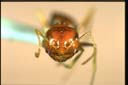 Melophorus sp.