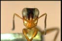 Opisthopsis rufoniger