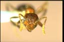 Notoncus sp.