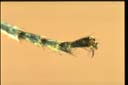 Polyrhachis sokolova