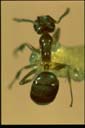 Linepithema humile