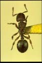Lordomyrma sp.