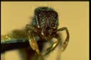 Lordomyrma sp.