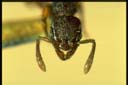 Lordomyrma sp.